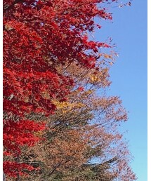 Champion | スウェット