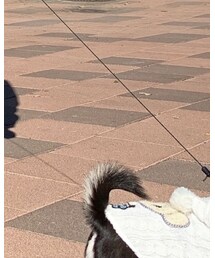 メリリー | ペットウェア