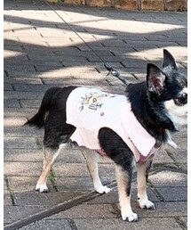 dog dept | ペットウェア