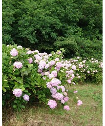 紫陽花 | その他