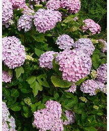 紫陽花(アップ) | その他