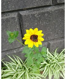 ひまわりに似た花 | その他