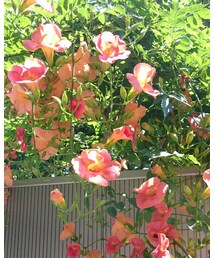 この花、綺麗ですね❗ | その他