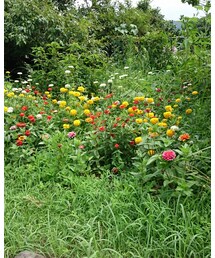 癒されます🌼 | その他