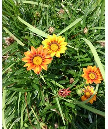 散歩中にて | その他