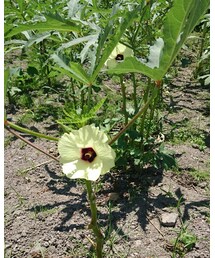 オクラの花 | その他