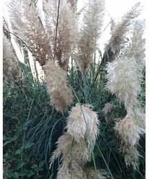 フッサフサ🌾🌿 | その他