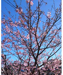 春の便り | その他