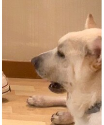 HOMEMADE | ファッション雑貨