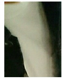 DANTON | Tシャツ/カットソー