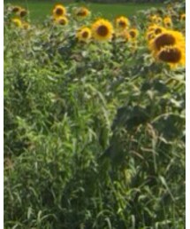 MERCURYDUO | トップス