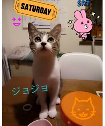 ネコのジョジョちゃん | その他