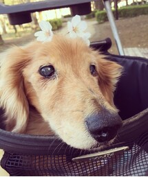 もんちゃん | その他