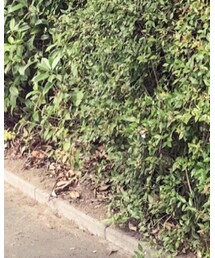 Naughty dog | ワンピース/ドレス