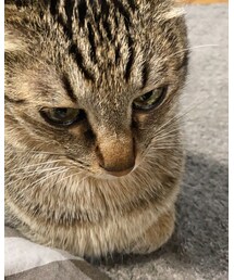 今日のうちの猫🐈 | その他