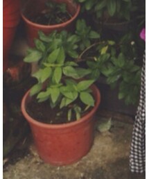 GAP | スウェット