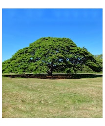 🌳気になる木はコチラ🌳 | ハワイ・オアフ島にある【日立の樹】(その他)