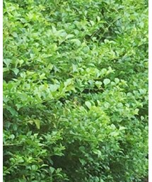 green | その他