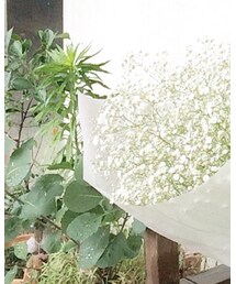 N.（N. Natural Beauty Basic） | シャツ/ブラウス