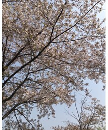 お花見 | その他
