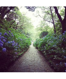 し | 紫陽花祭り
(その他)