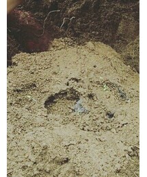 さつまいも | その他