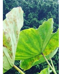 里芋の葉 | その他