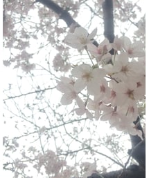 お花見🌸 | その他