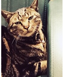 this is Kuma | その他