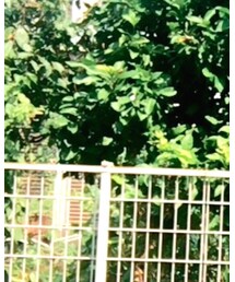 ニコアンティーク | 浴衣