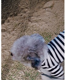 dog  brand | Tシャツ/カットソー