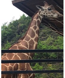 キリン | その他