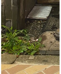 SALOMON | シューズ