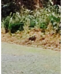 UNITED ARROWS | モッズコート