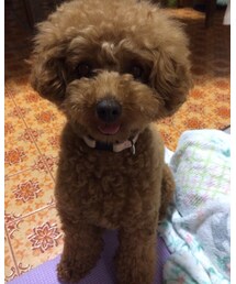 Mei（犬） | うちのアイドル🐶お散歩大好き(その他)