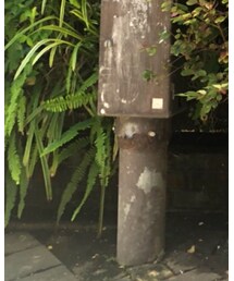 O'NEIL of DUBLIN | スカート