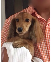 ミニチュアダックスフンド | その他