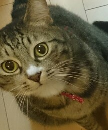 (ΦωΦ) | その他