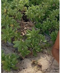 Brandy Melville | タンクトップ