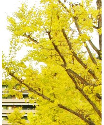 熊本県庁の銀杏並木 | その他