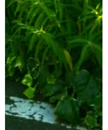 母の浴衣 | 浴衣