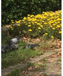 鳩ぽっぽ | その他