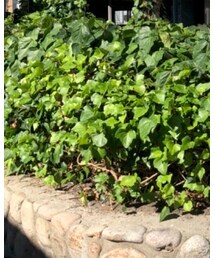 FREAK'S STORE | バッグ