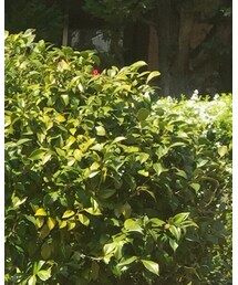 GU | スウェット