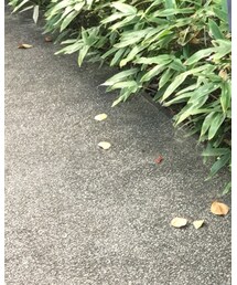 UNIQLO | デニムパンツ