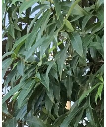 COMME des GARCONS SHIRT | 帽子