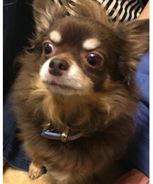 GU | ニット/セーター