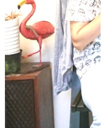 UNIQLO | シャツ/ブラウス