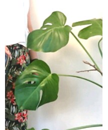 ZARA | シャツ/ブラウス