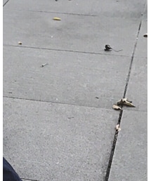 YAECA | デニムパンツ